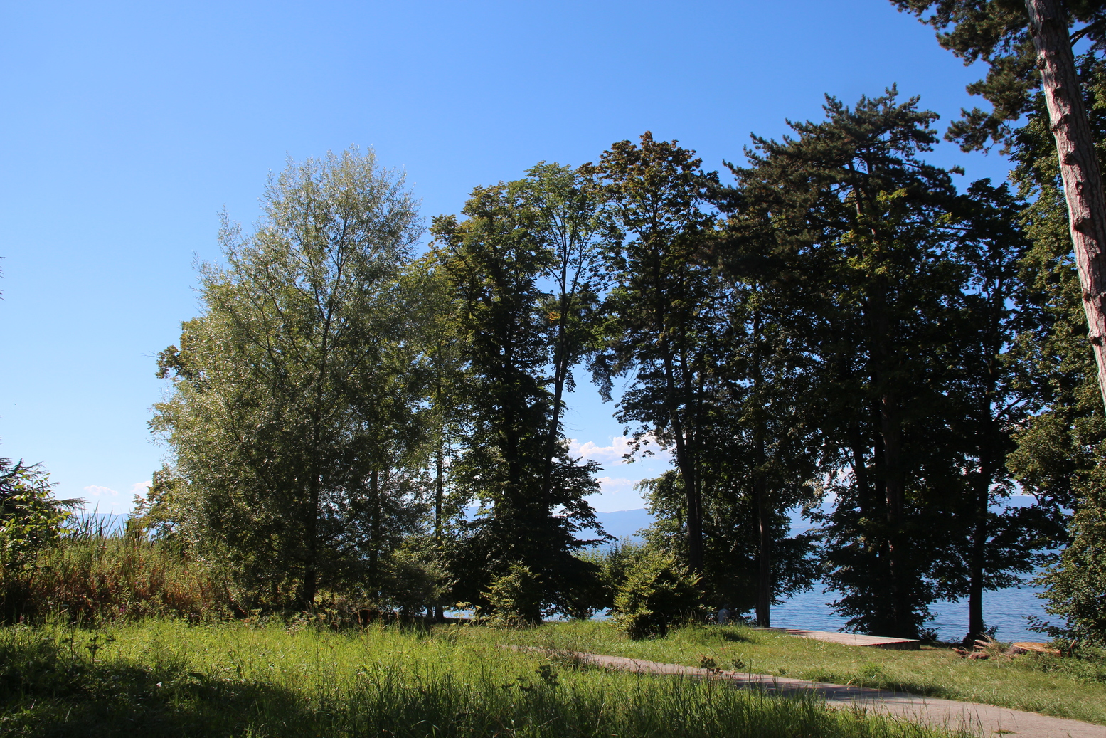 Trees close to lake of Geneva