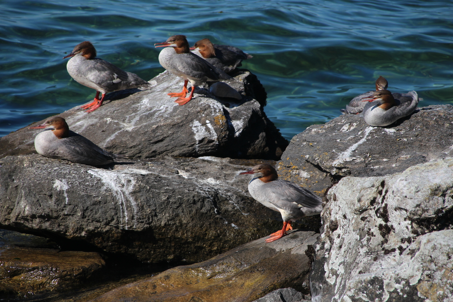 Relaxing ducks at lake of Geneva