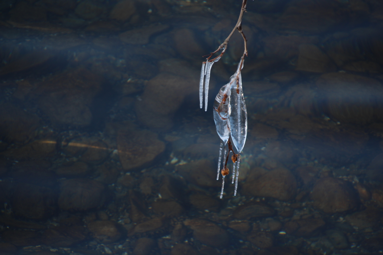Iced tree branch over lake