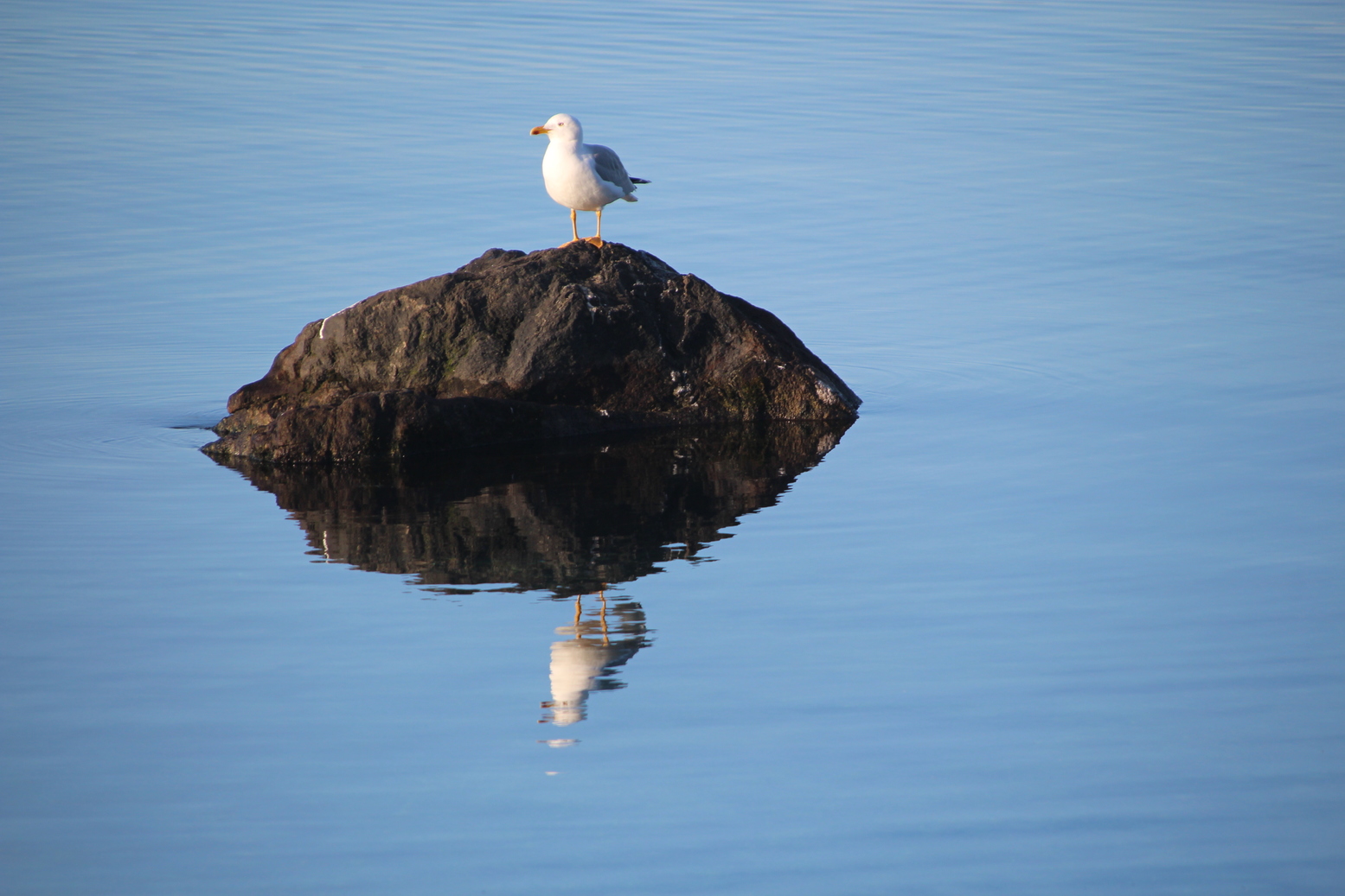 Seagull sitting on a rock with its reflect at the water surface