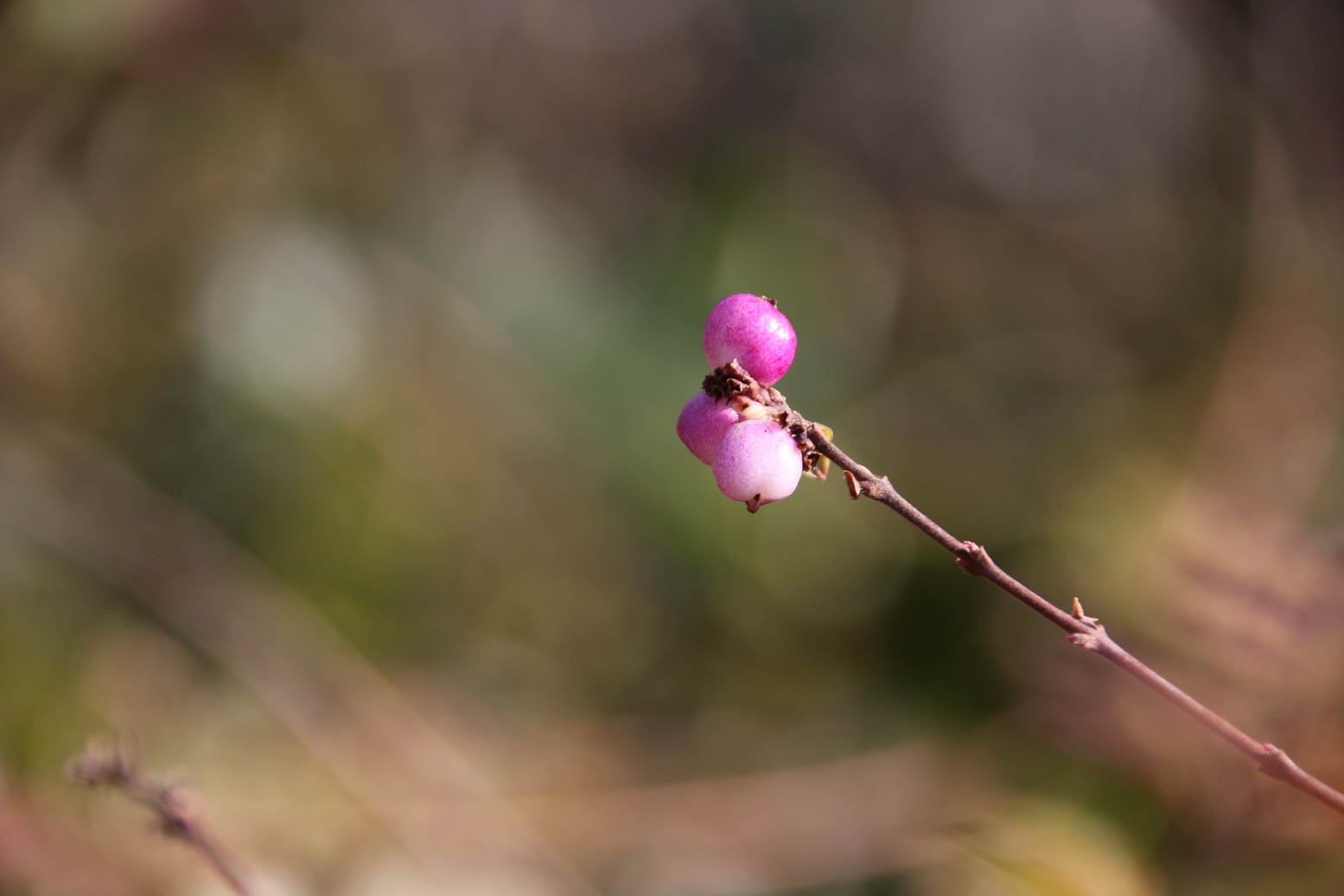 The first snowberries