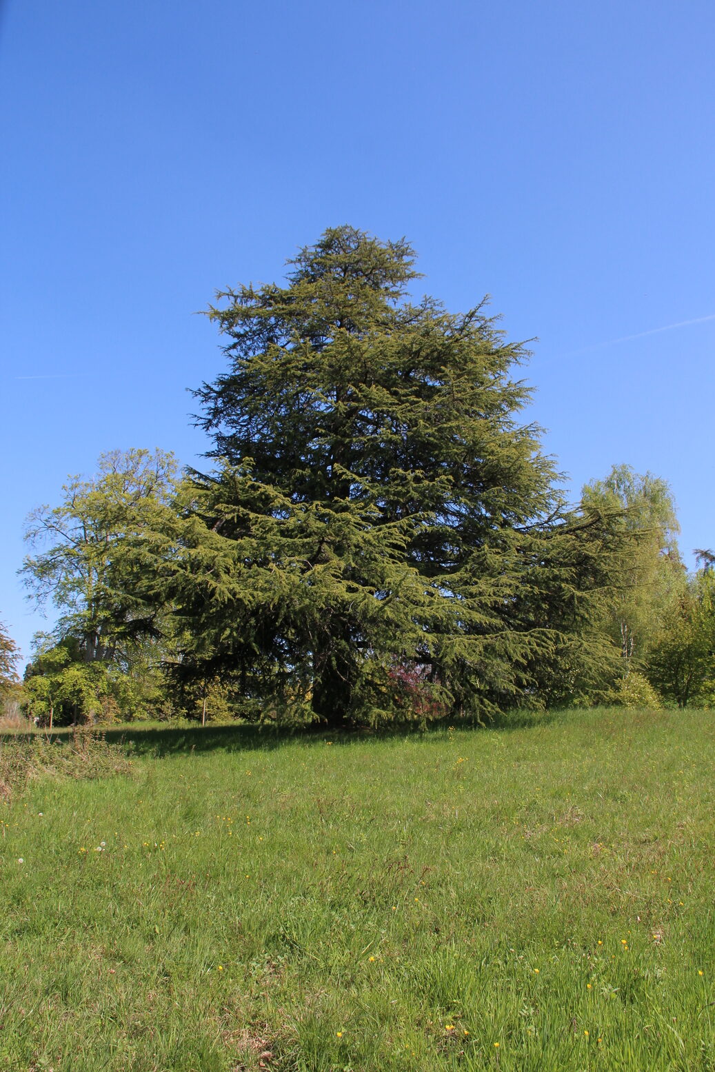 Tree near lake of Constance