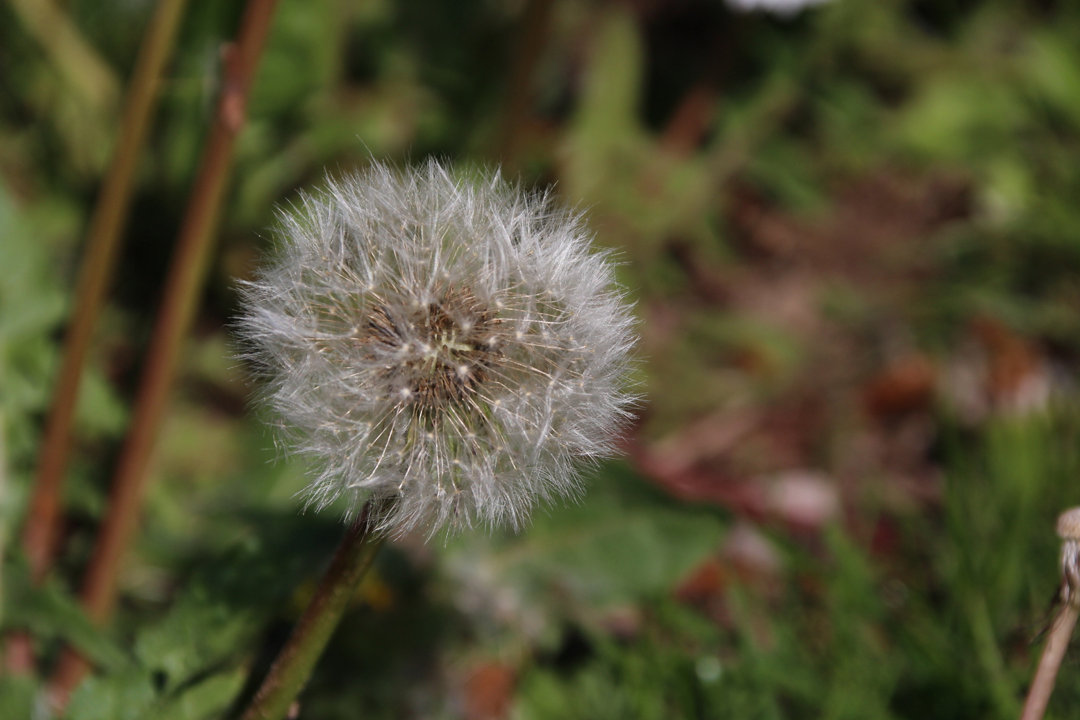 Nice round Dandelion shrotly before being blown away