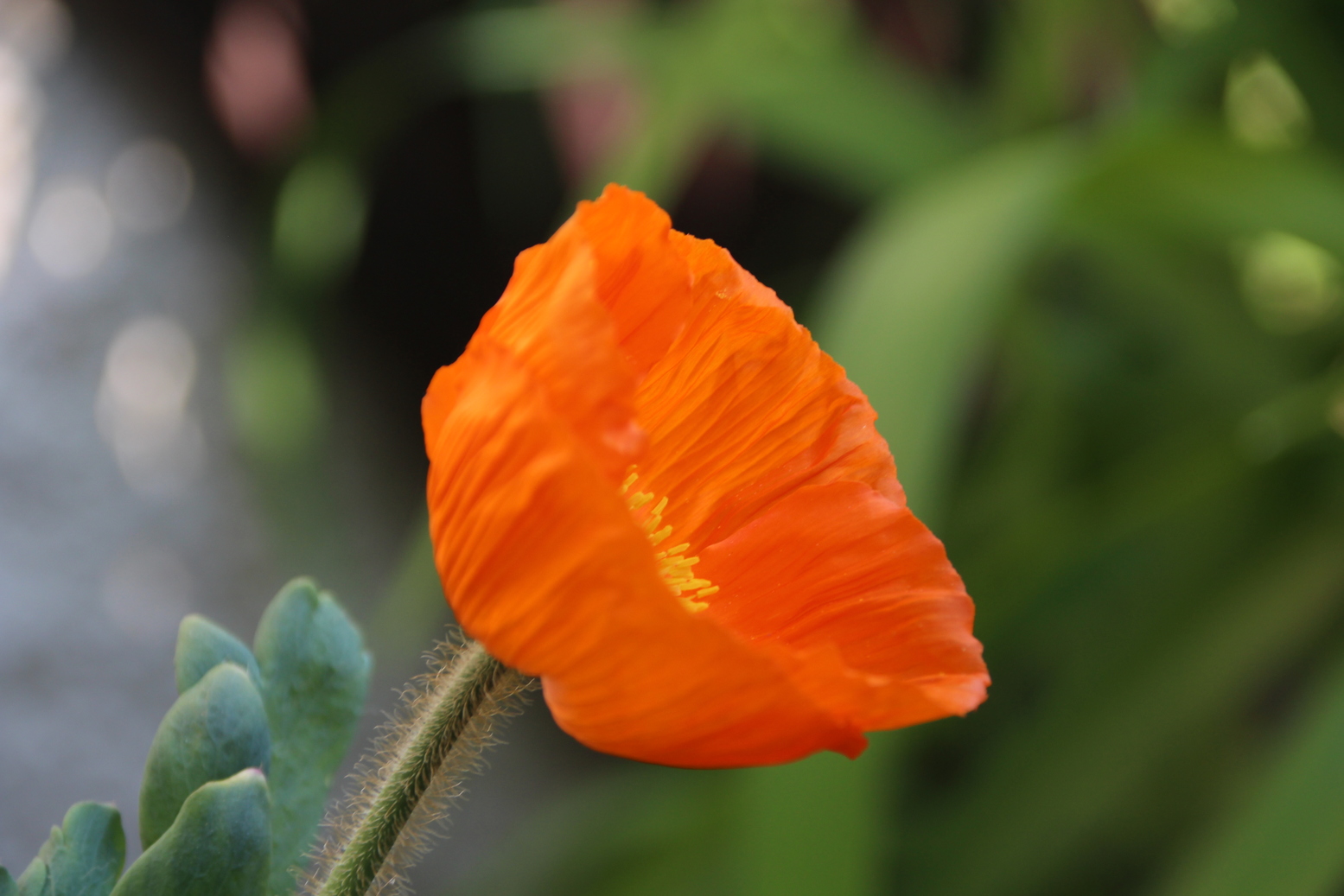 An orange flower on a green background