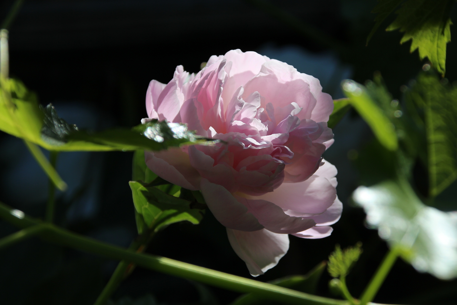 Nice rose hidden by some shadow