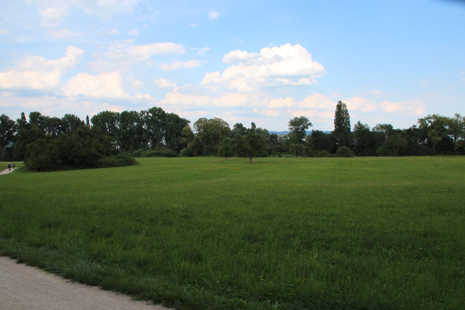 Some tree near lake of Constance