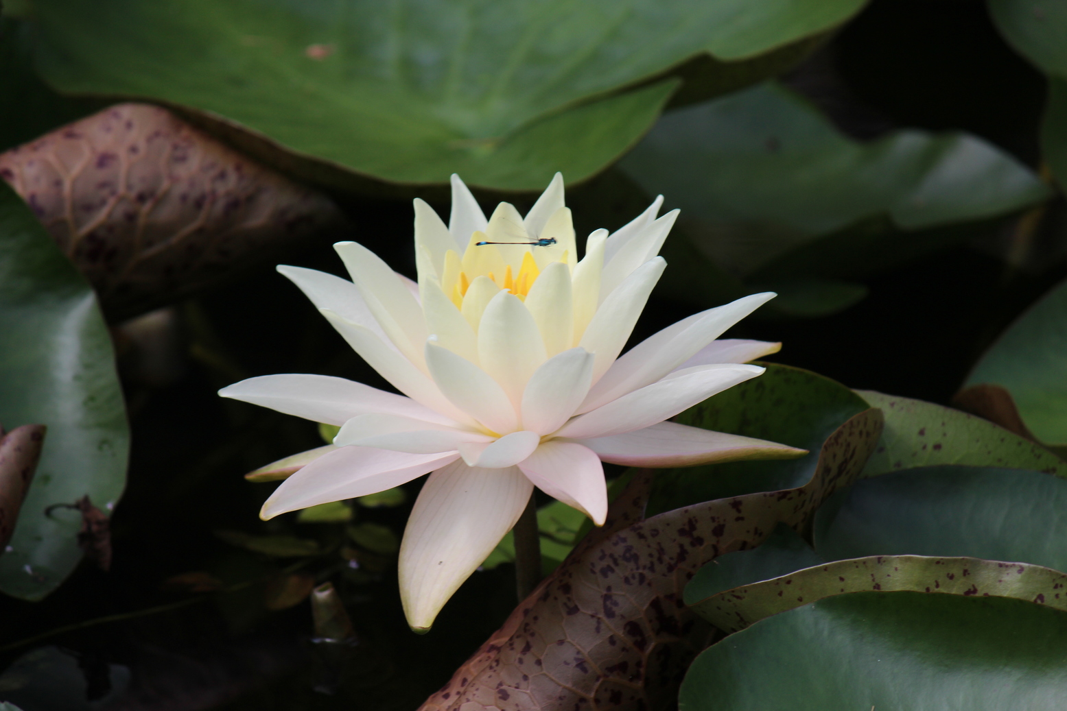 close up of a white waterlily with a small dragonfly over it