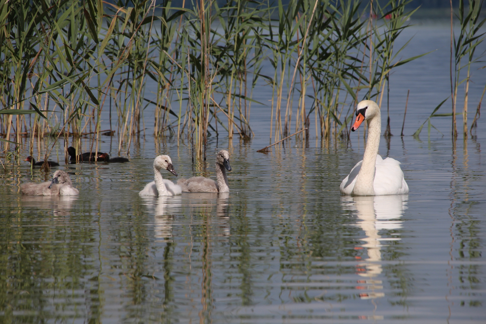 Swan family at lake of constance