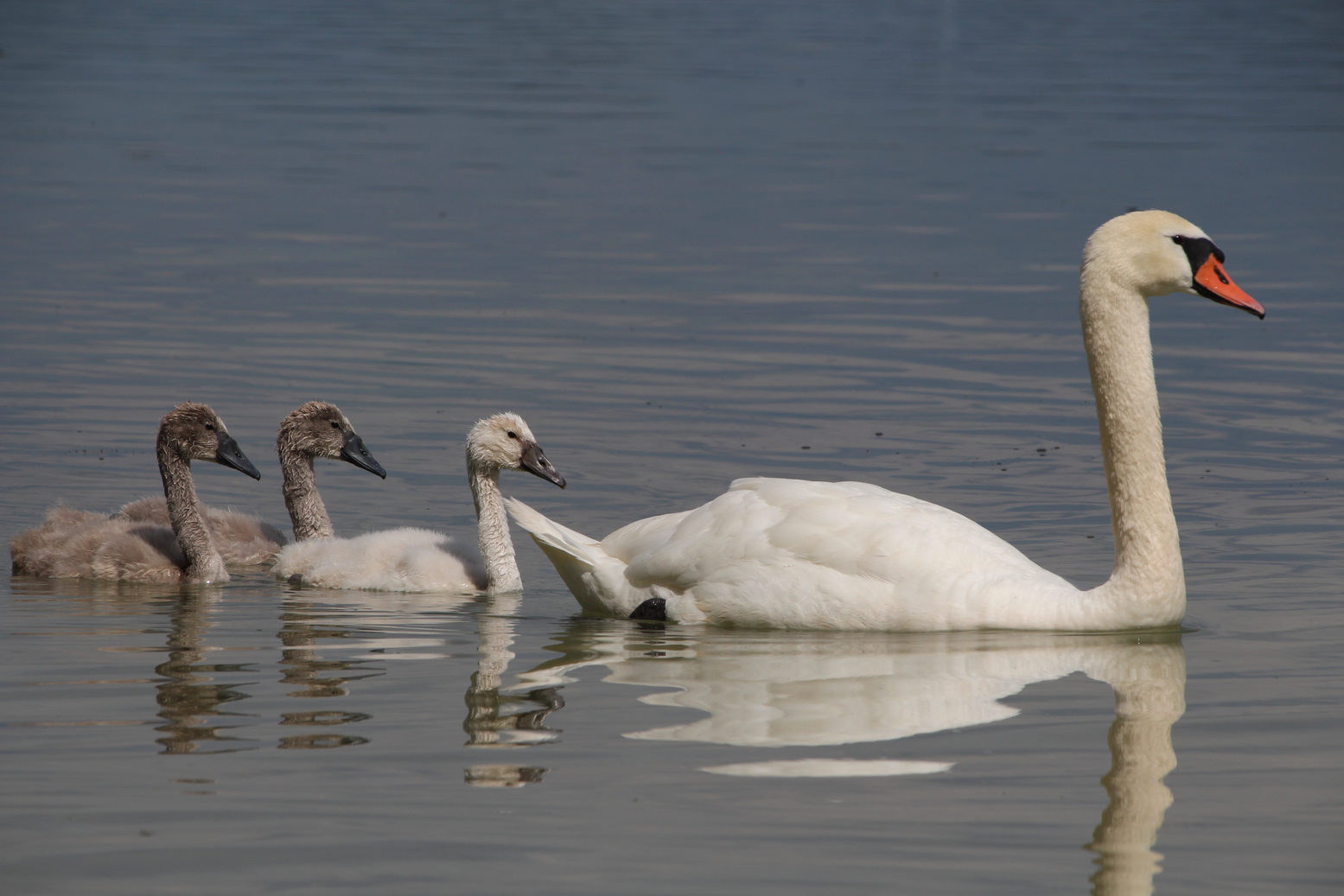 Swan family at lake of constance