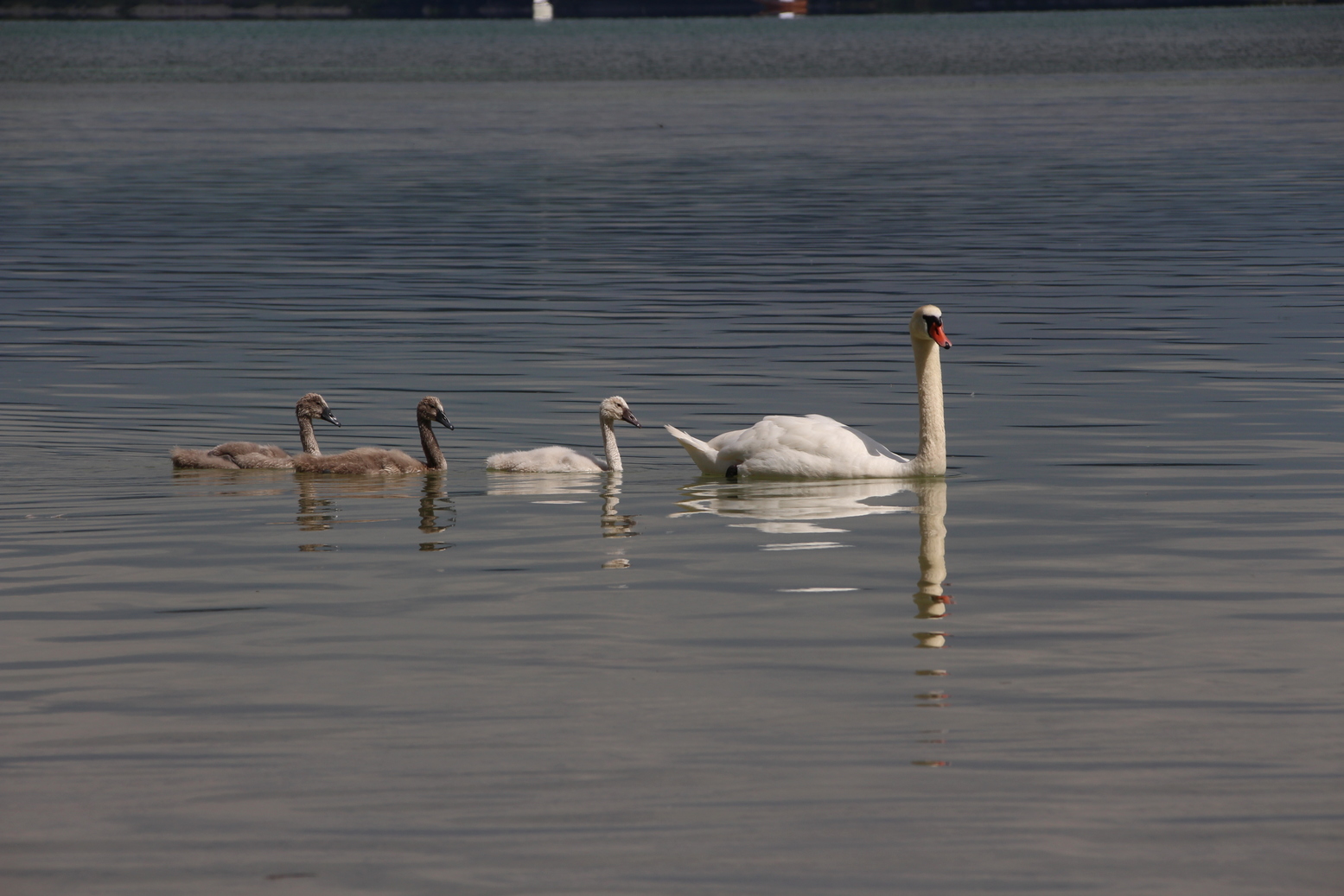Swan family at lake of constance