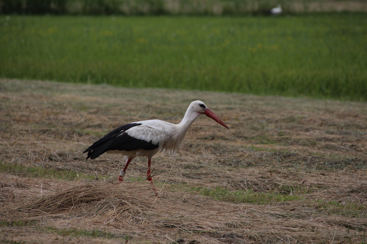 A Stork in a field