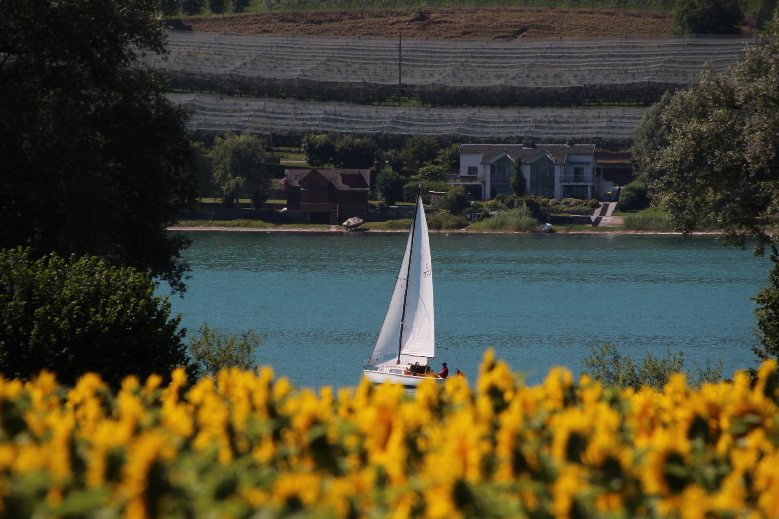 Sailing boat behind a sunflower field