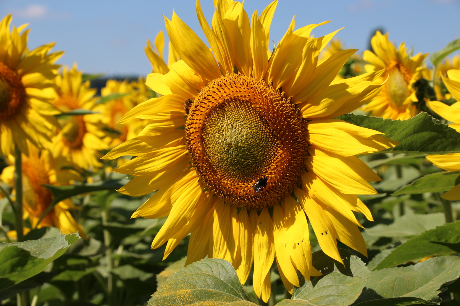 A sunflower in the middle of a sunflower field