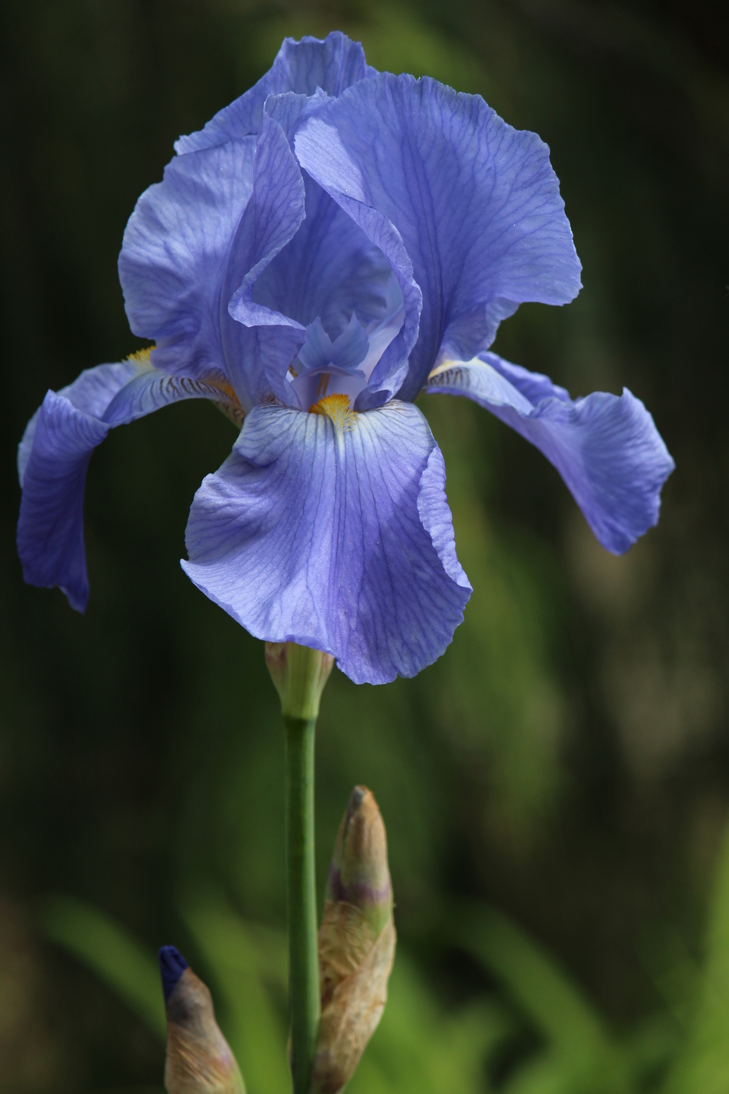 close up of a blue iris