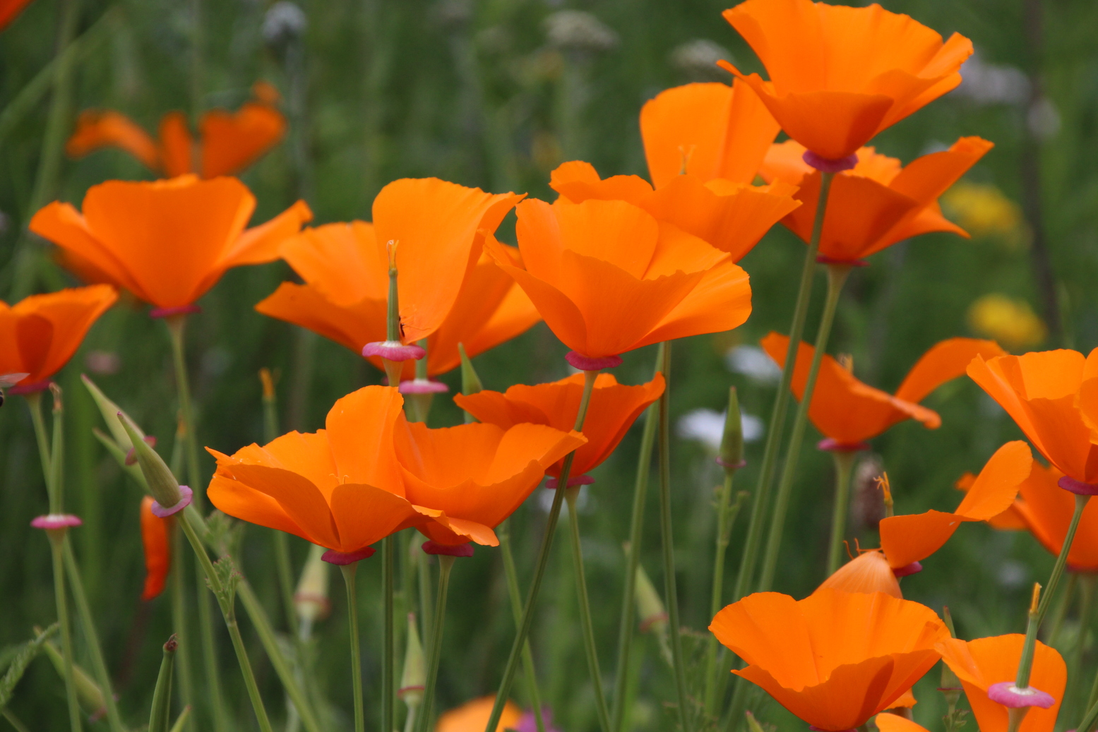 A bunch of orange poppies in the meadow