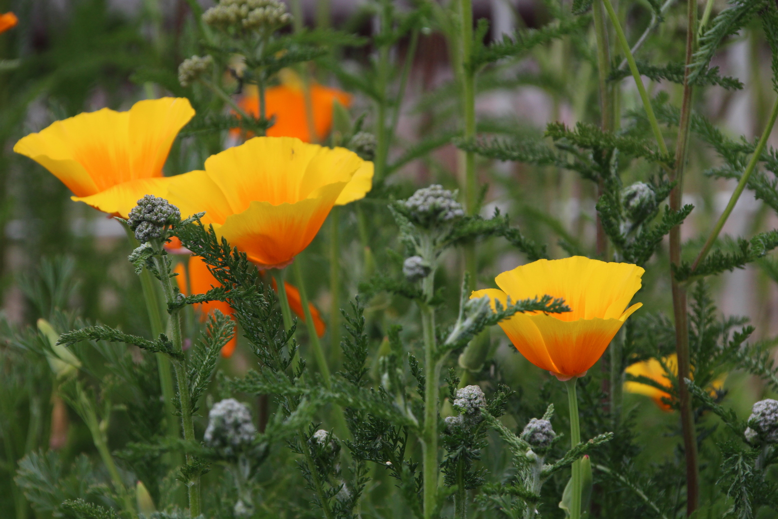 Some beautifu California Poppies