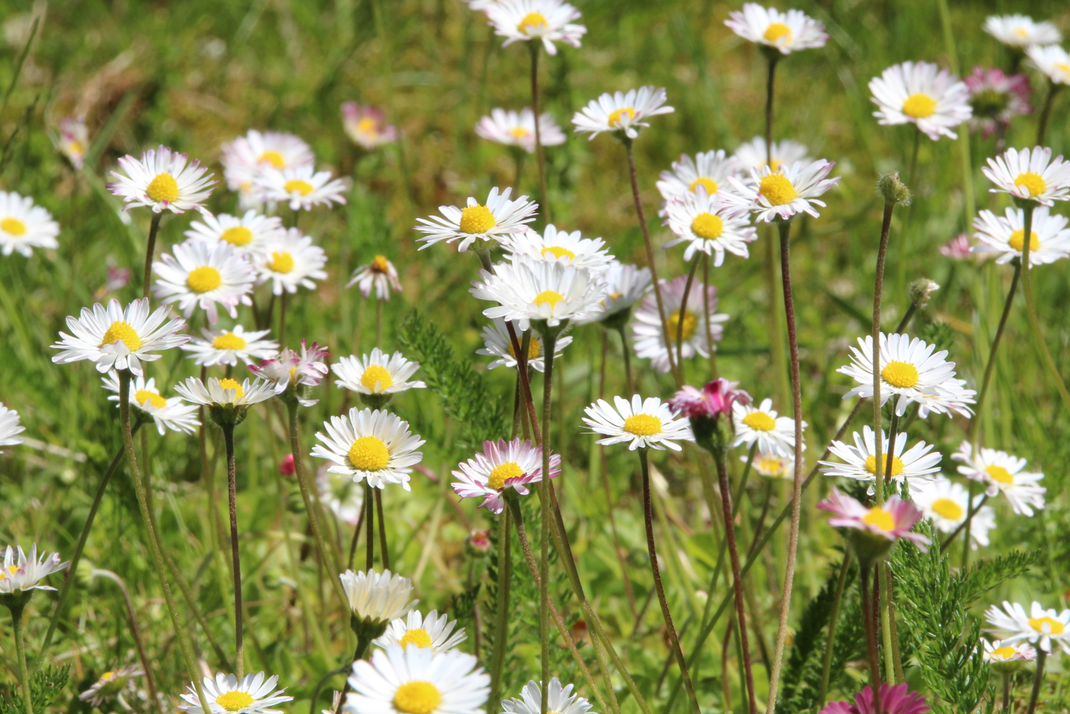 Several daisys in the green