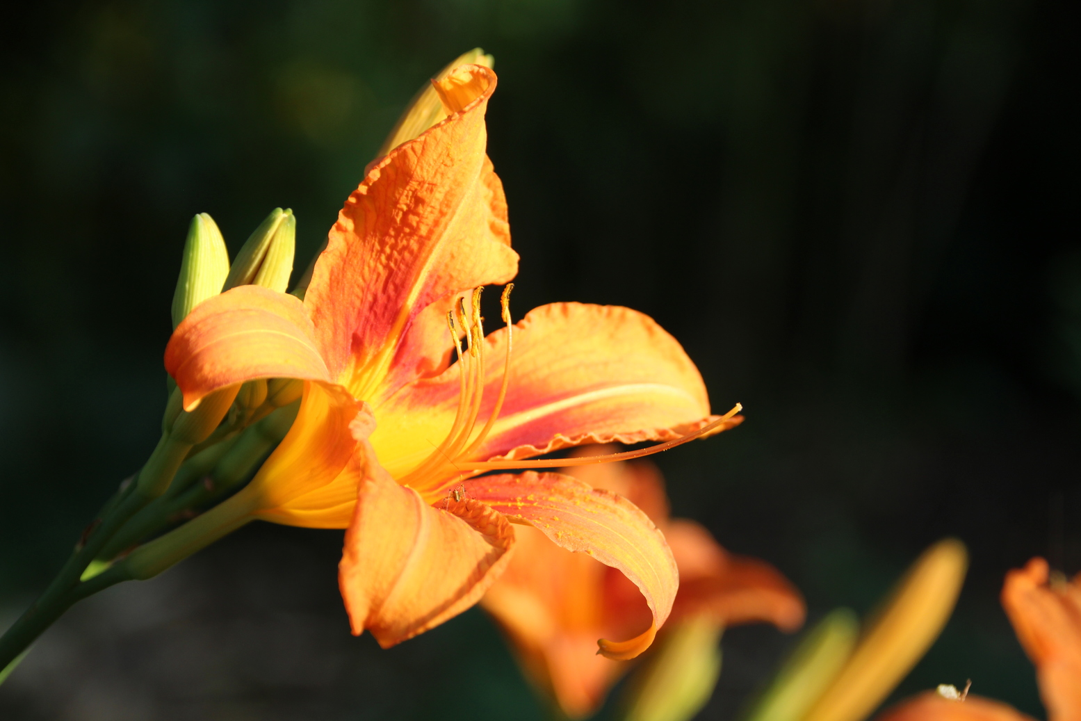 A orange daylily on a black background