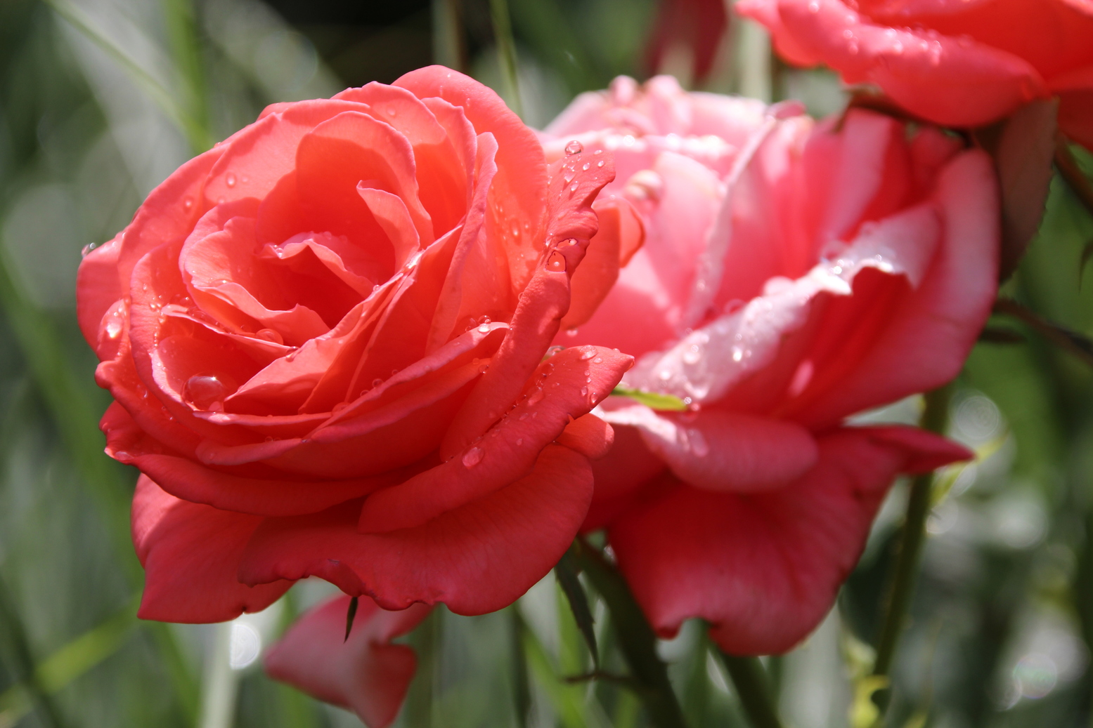 Red roses with some waterdrops on their petals