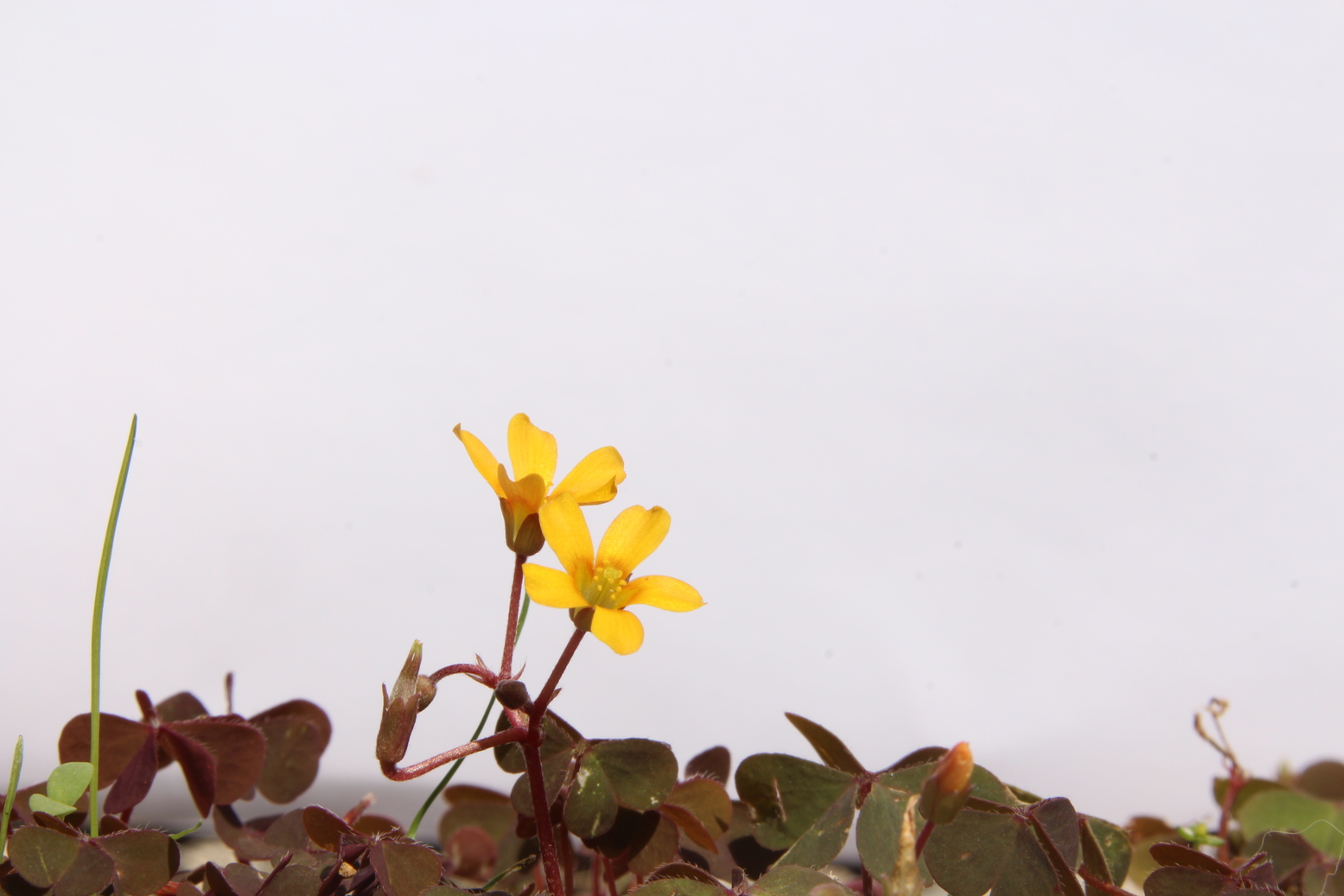 Small yellow sorrel on a white background