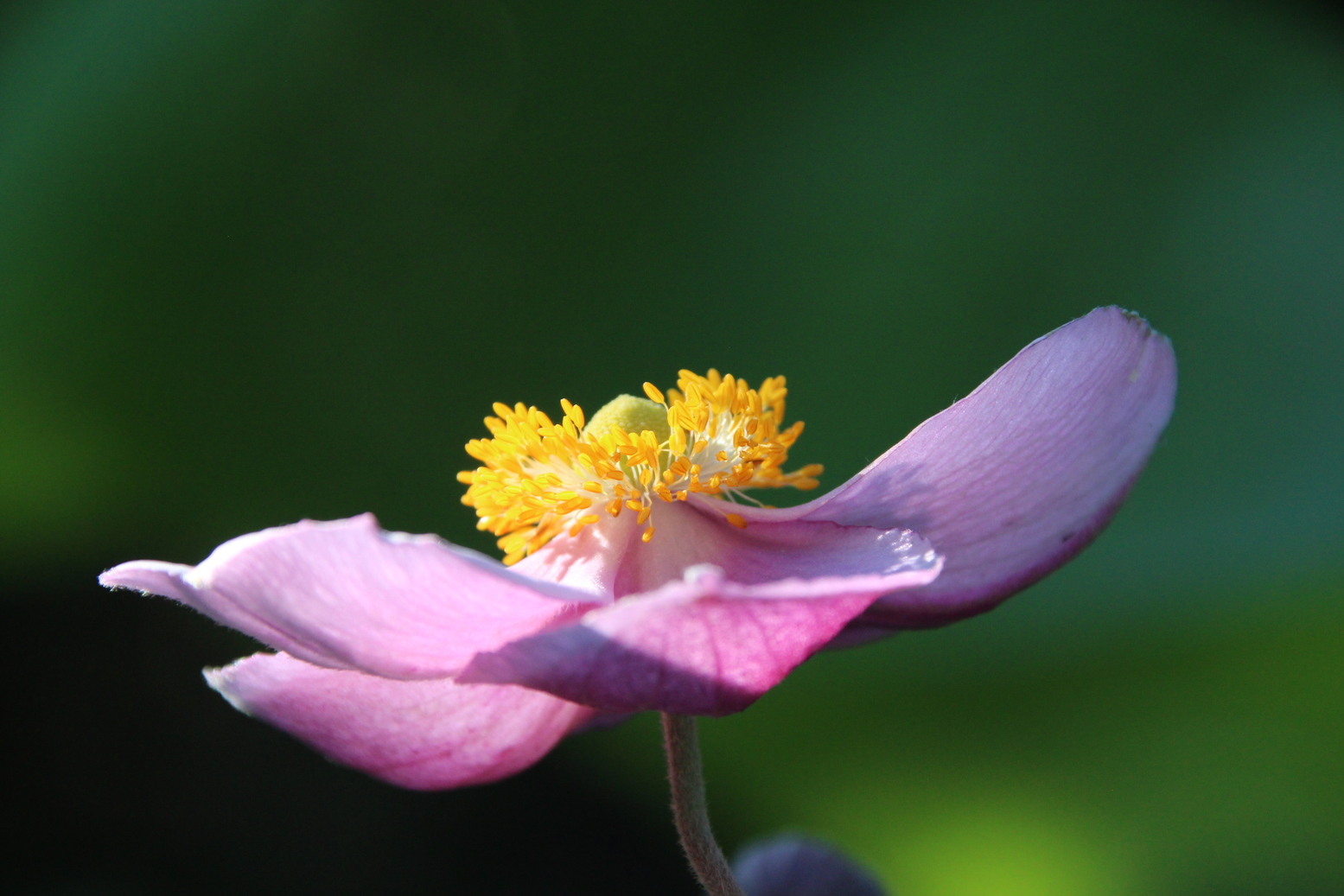 A Japanese anemone with a green background