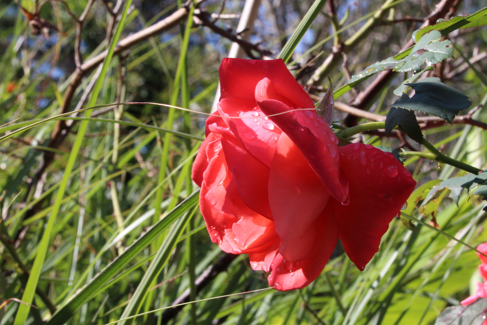 A red rose on a green background