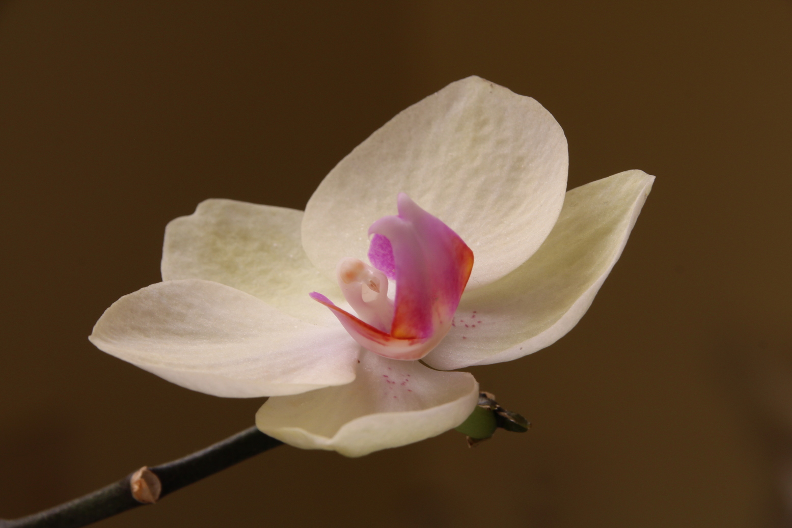 A close up of a white Butterfly Orchid