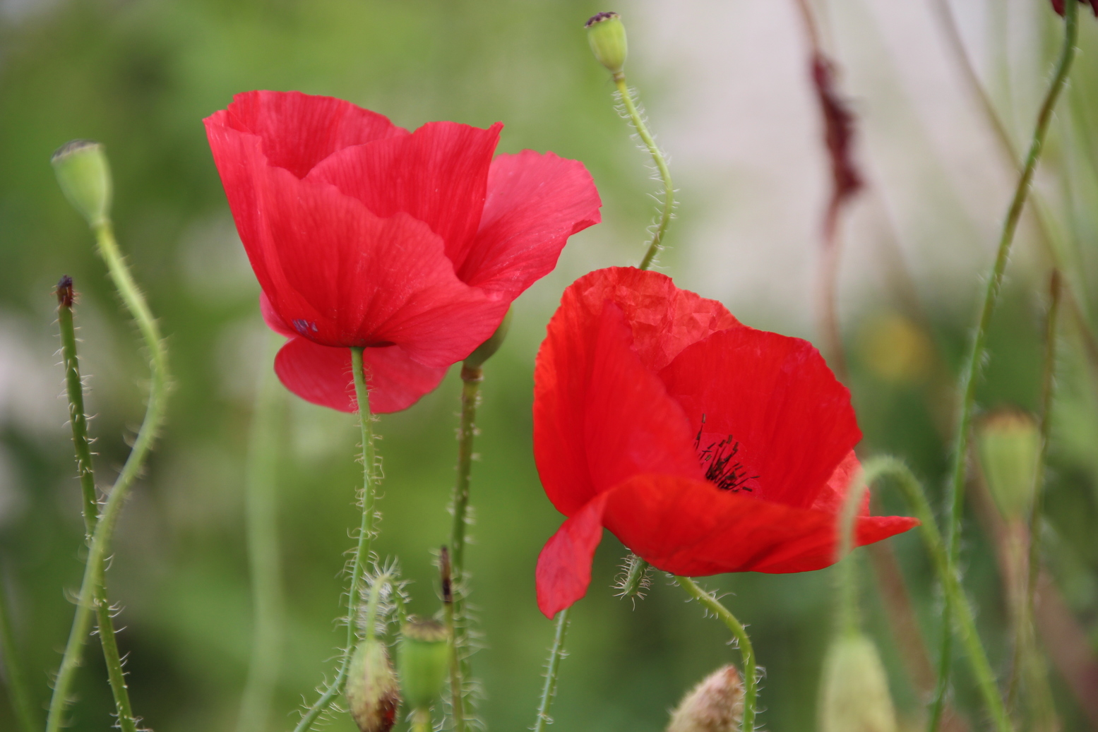 Two poppies in the green