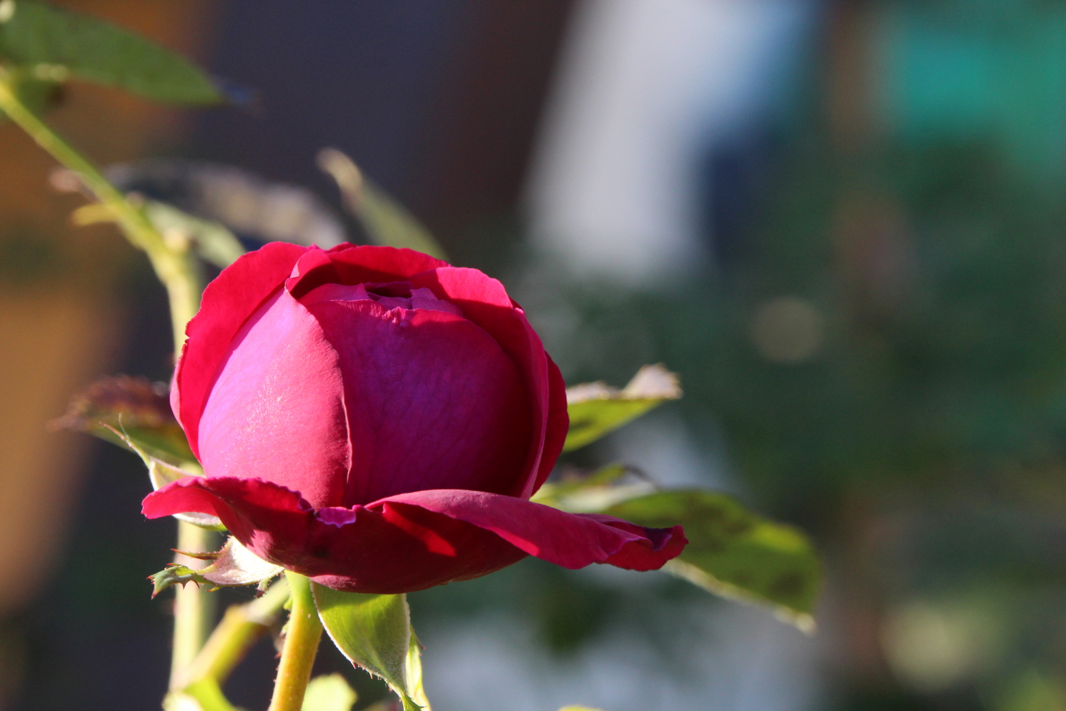 Close up of a beautiful red rose