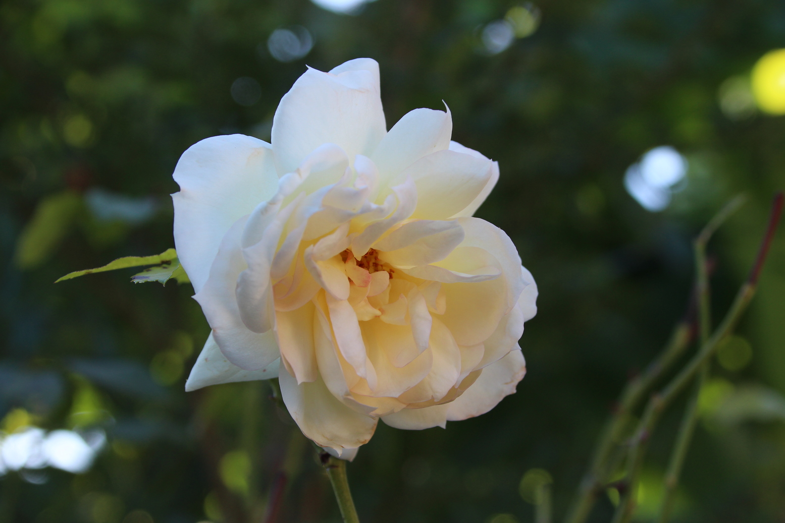 White Rose with a green background