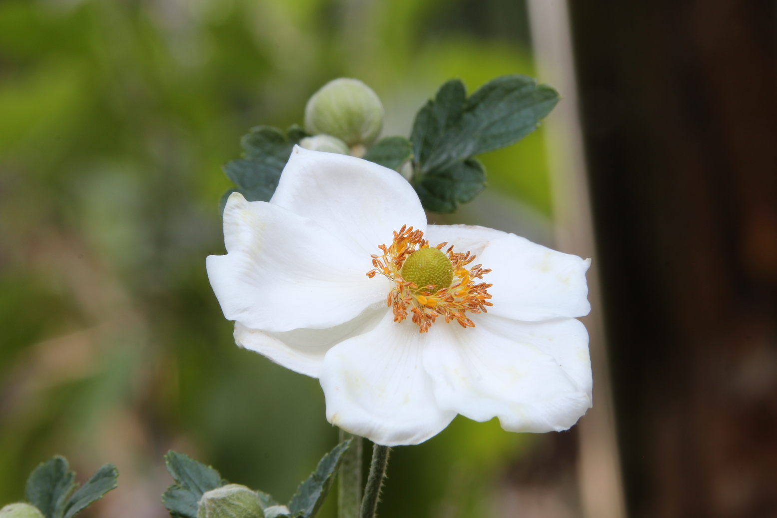 A white Anemone on a green and brown background