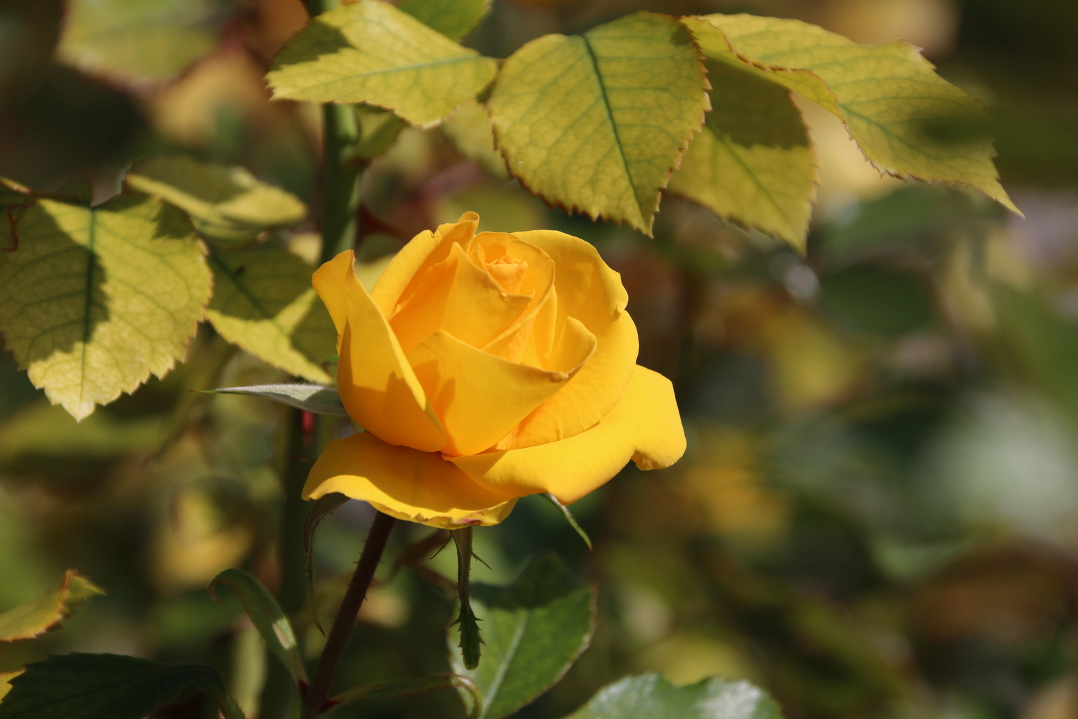 A beautifu yellow rose in spring