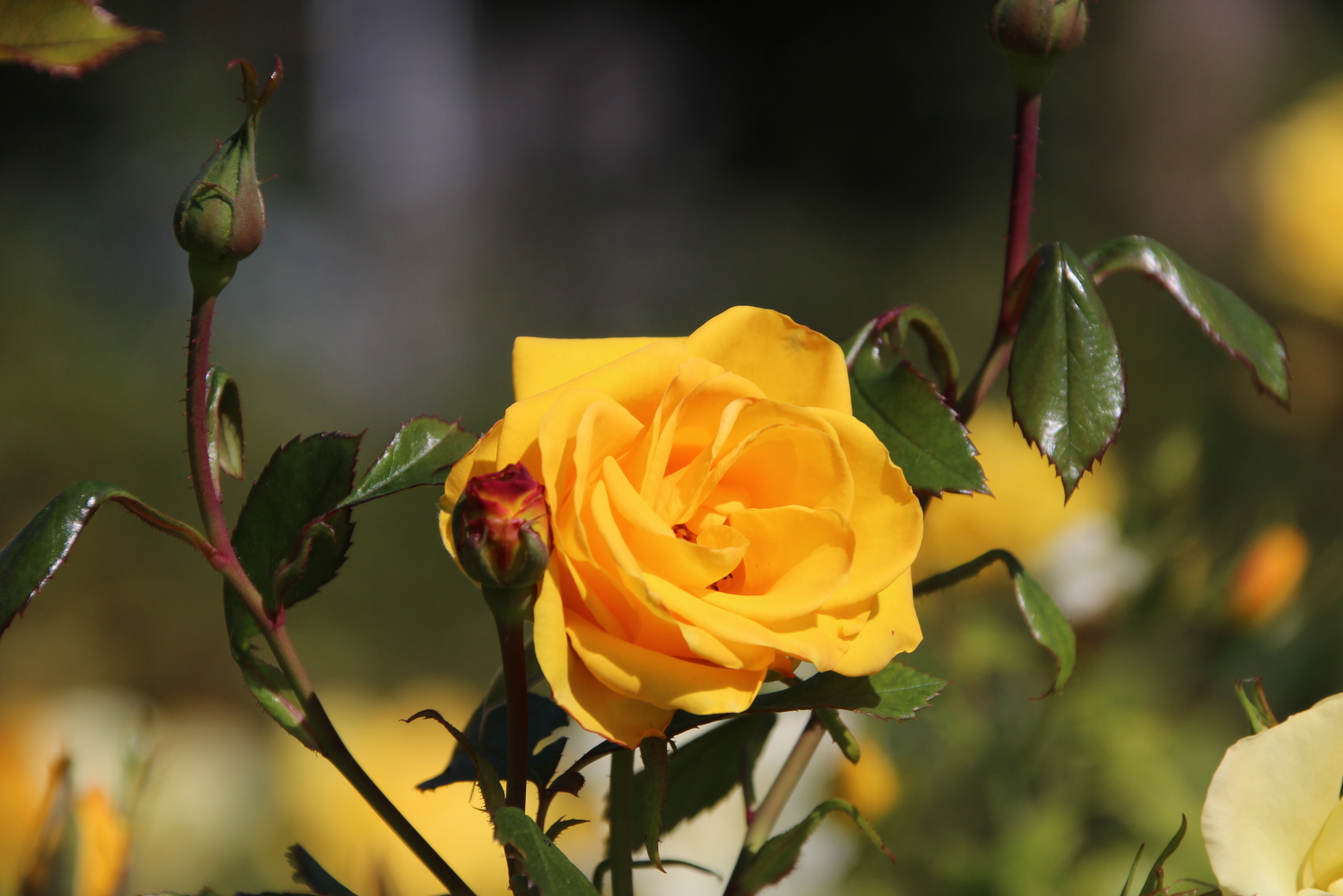 A beautifu yellow rose in spring
