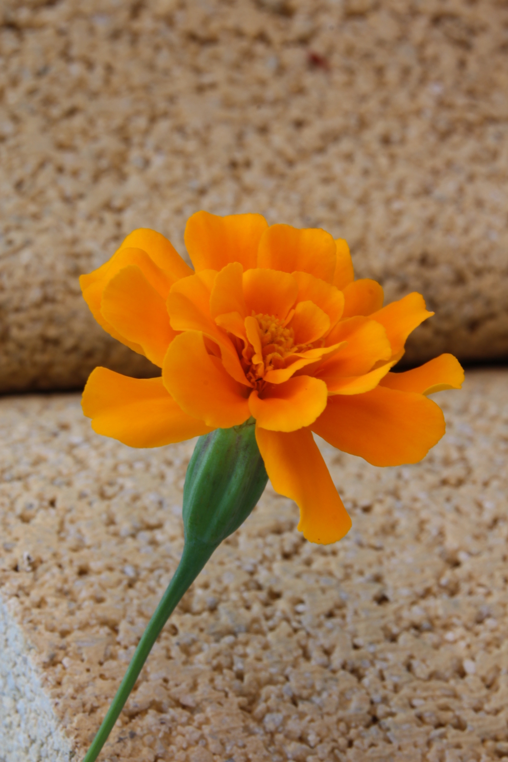 A orange Marygold in front of a dark white wall