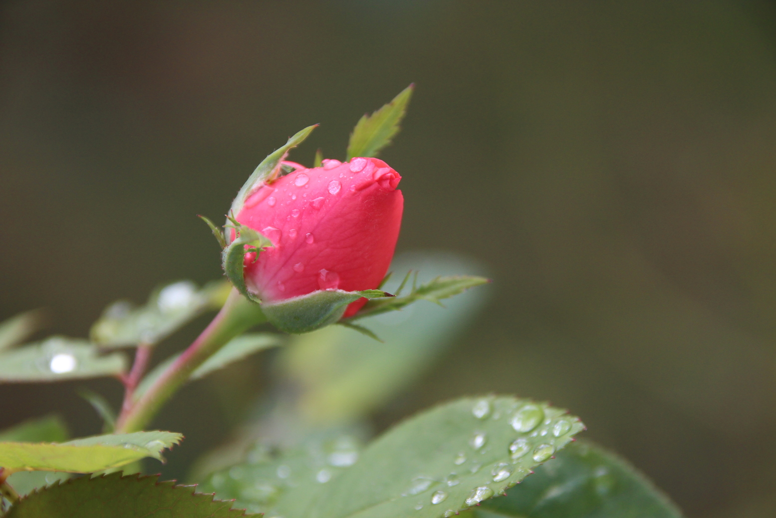 A red rose with some drops of water after a rainy day