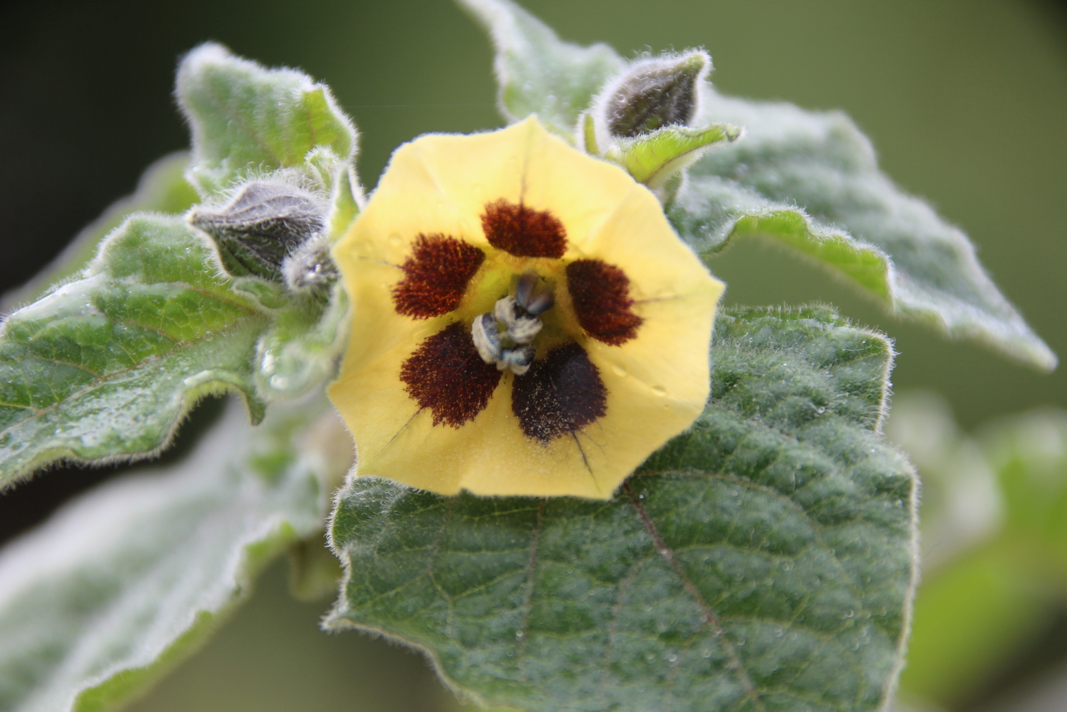 A nice yellow/brown Physalis flower