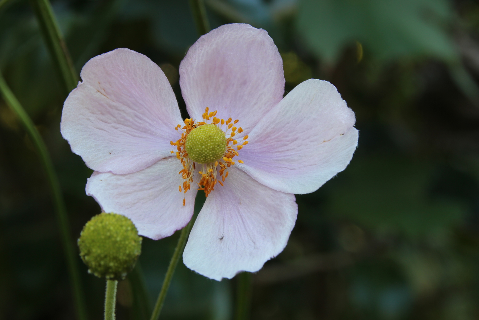A nice Anemone on a green background