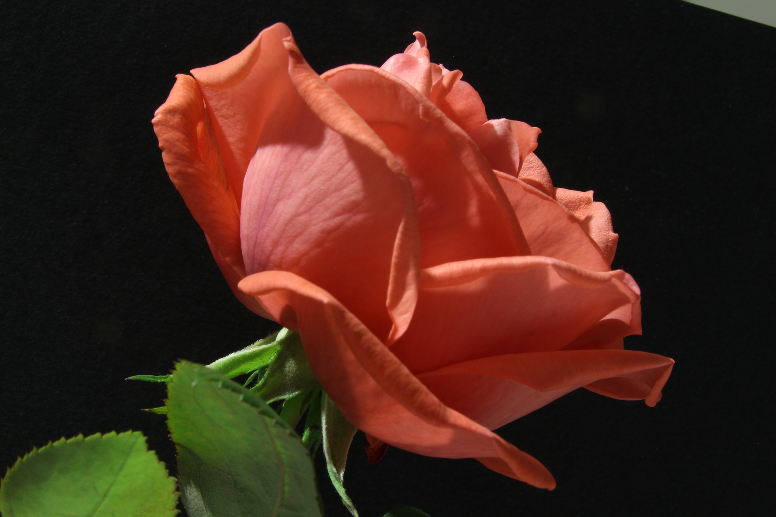 Close up of a red rose with a black background
