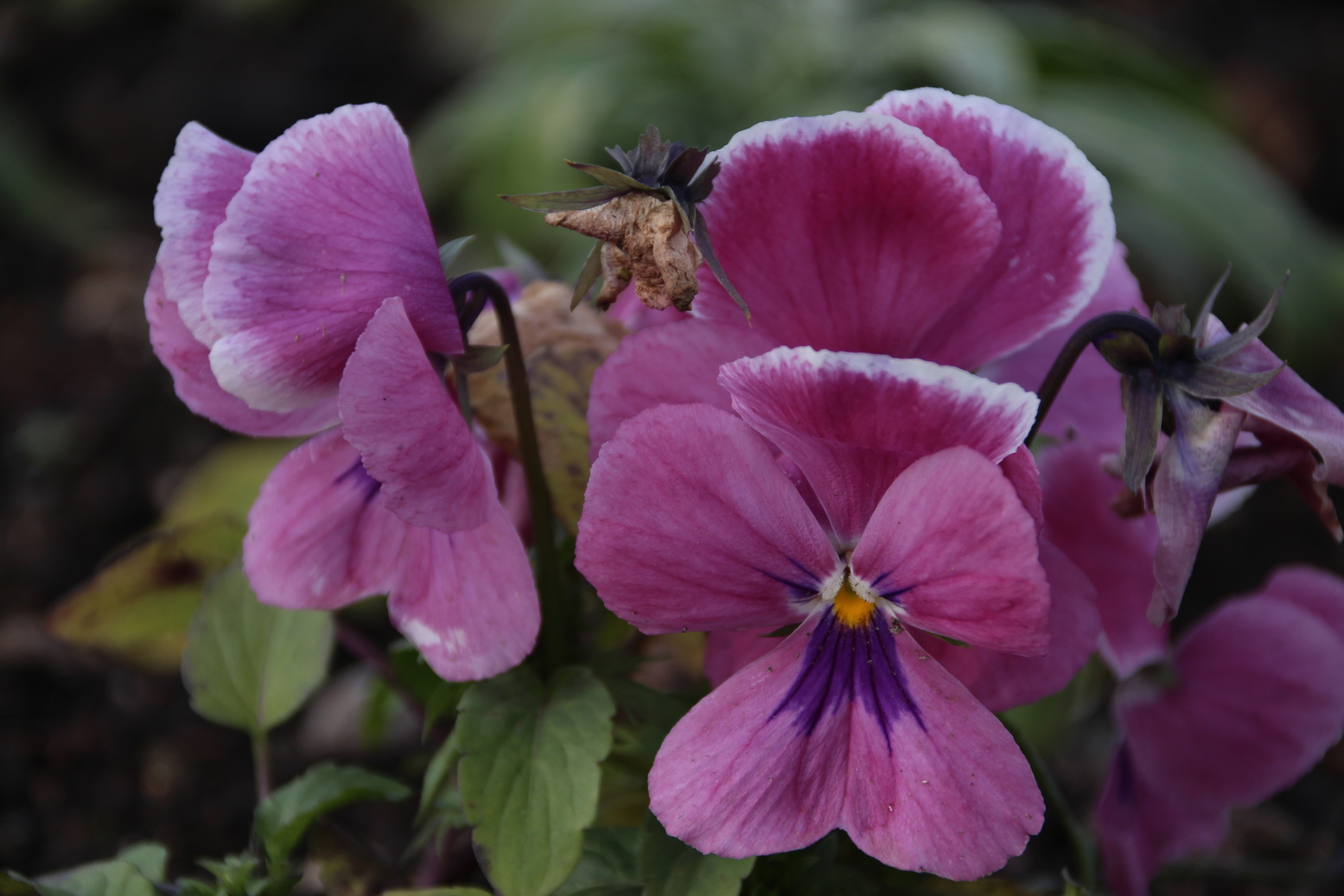 Purple pink flowers