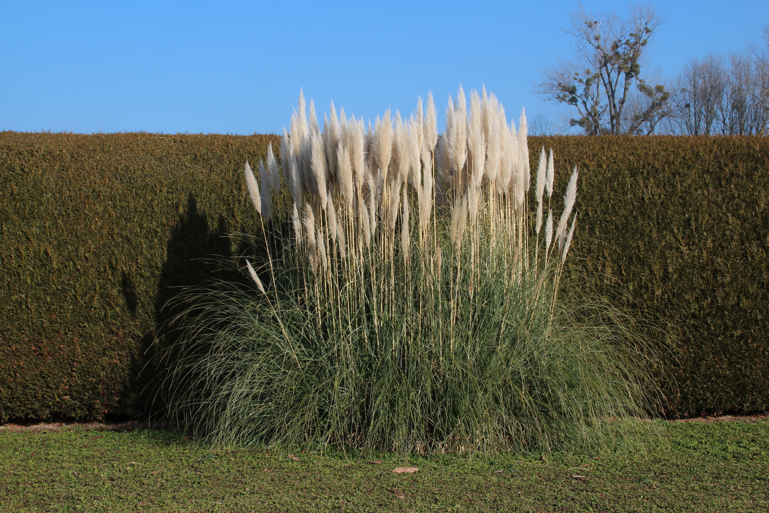 white reed