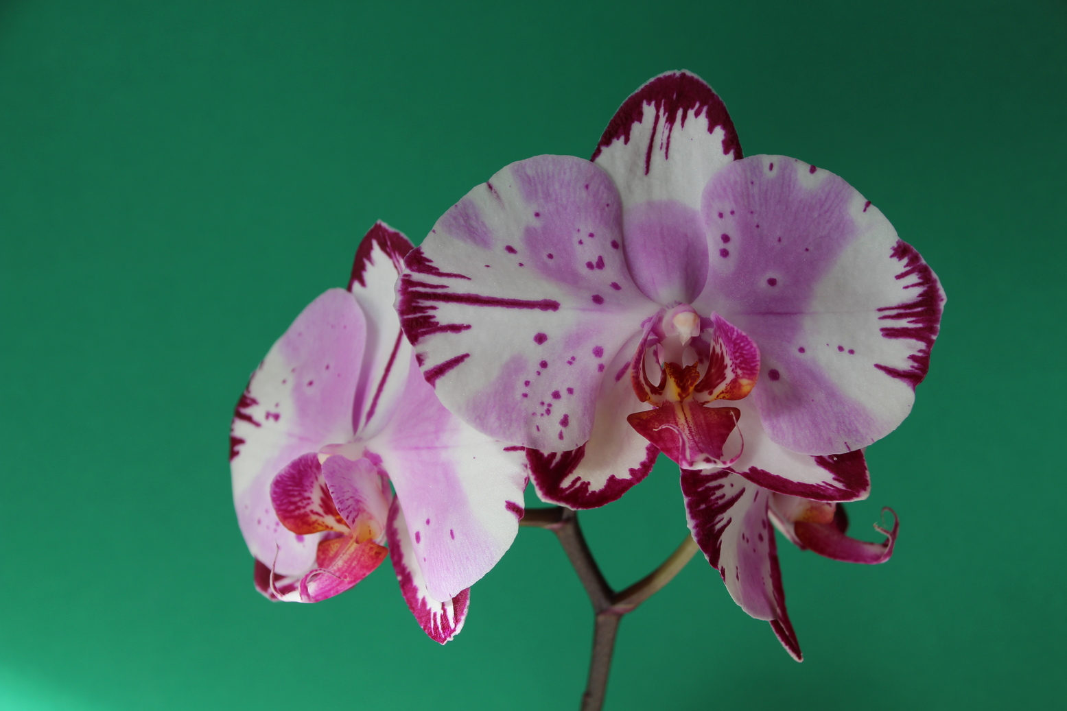 A pink white orchid on a green background
