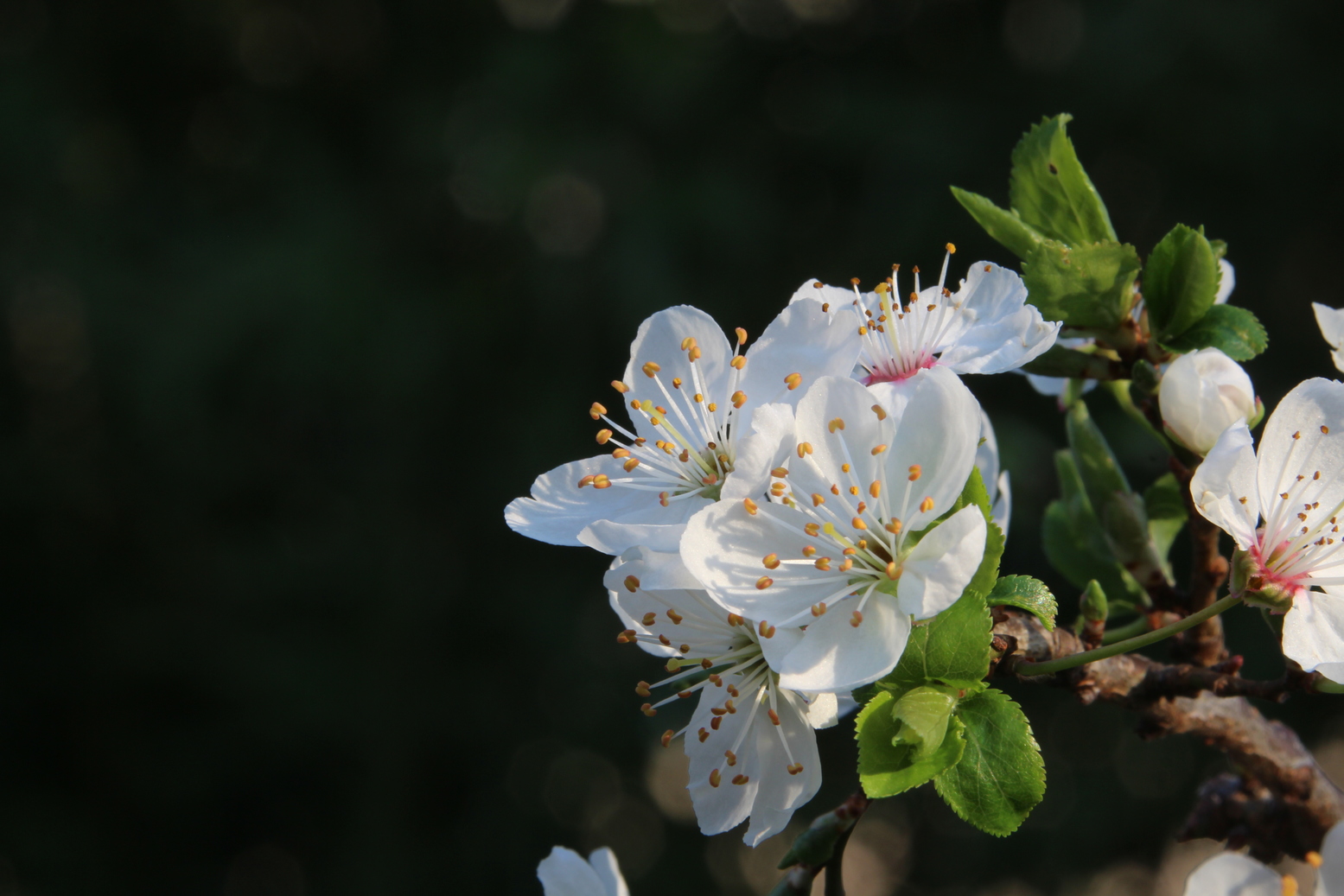White pear flower