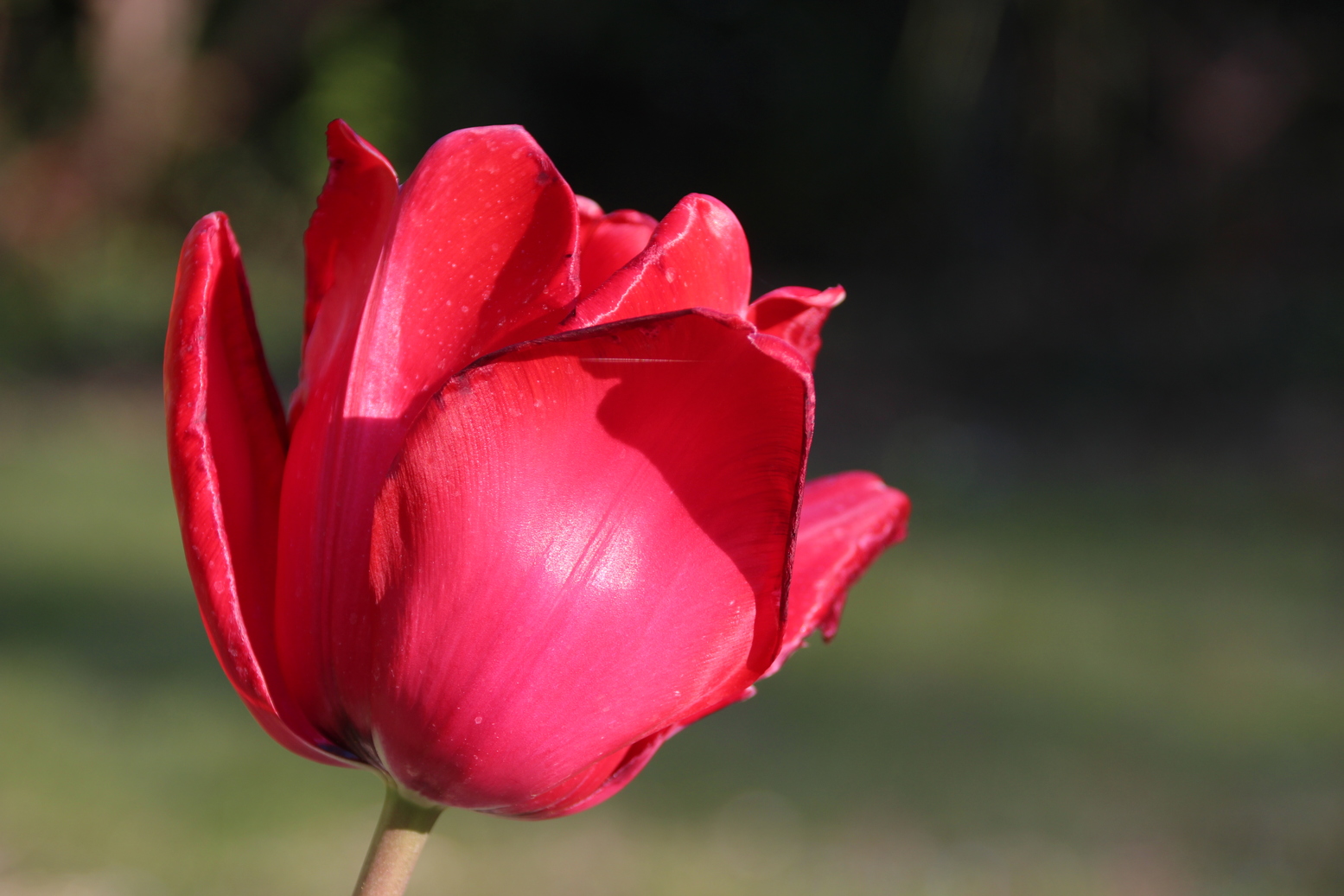 Close Up of a red tulip