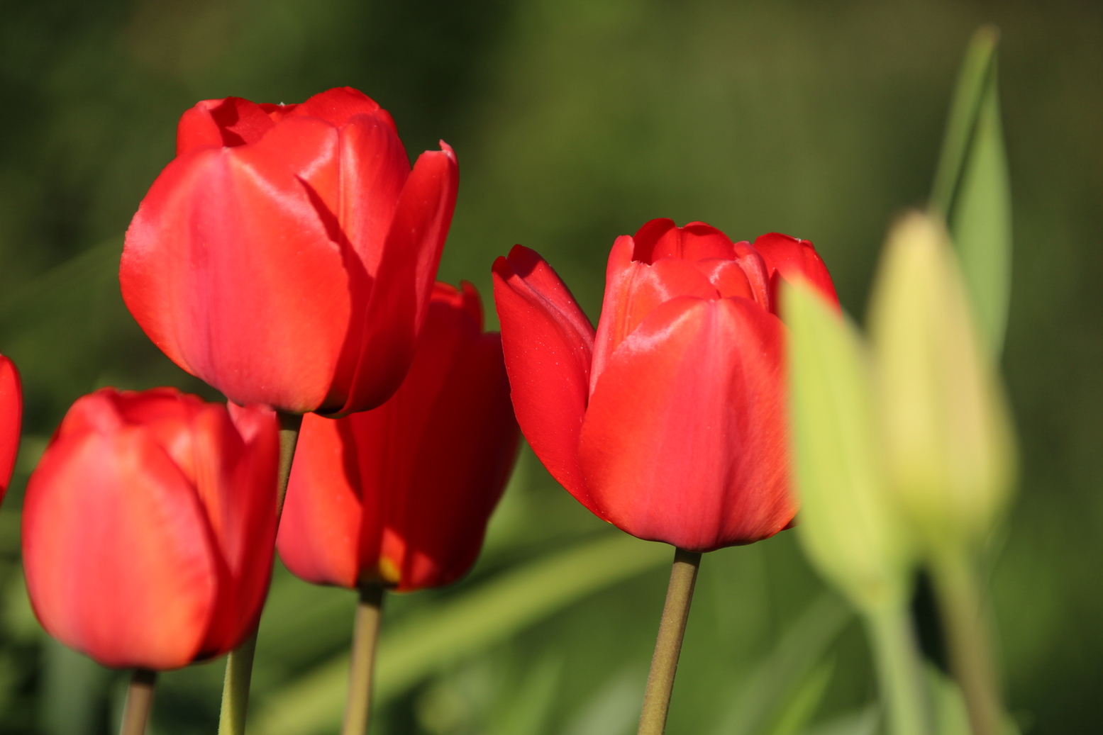 Red Tulips