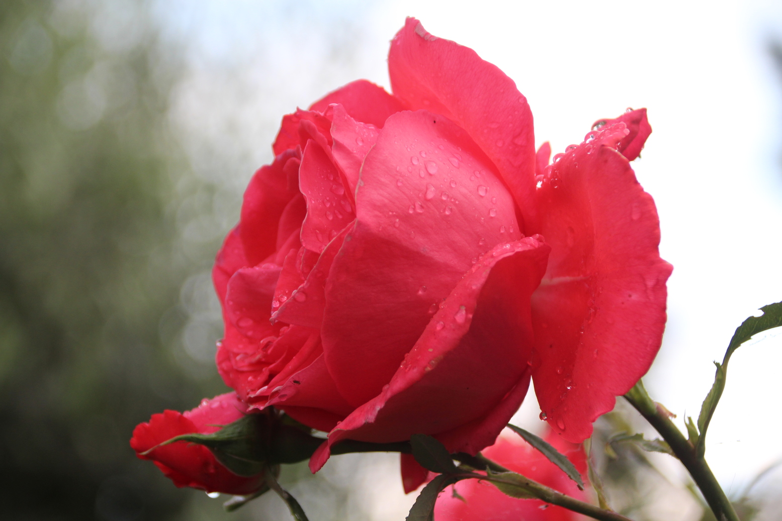 Close Up of a beautiful red rose