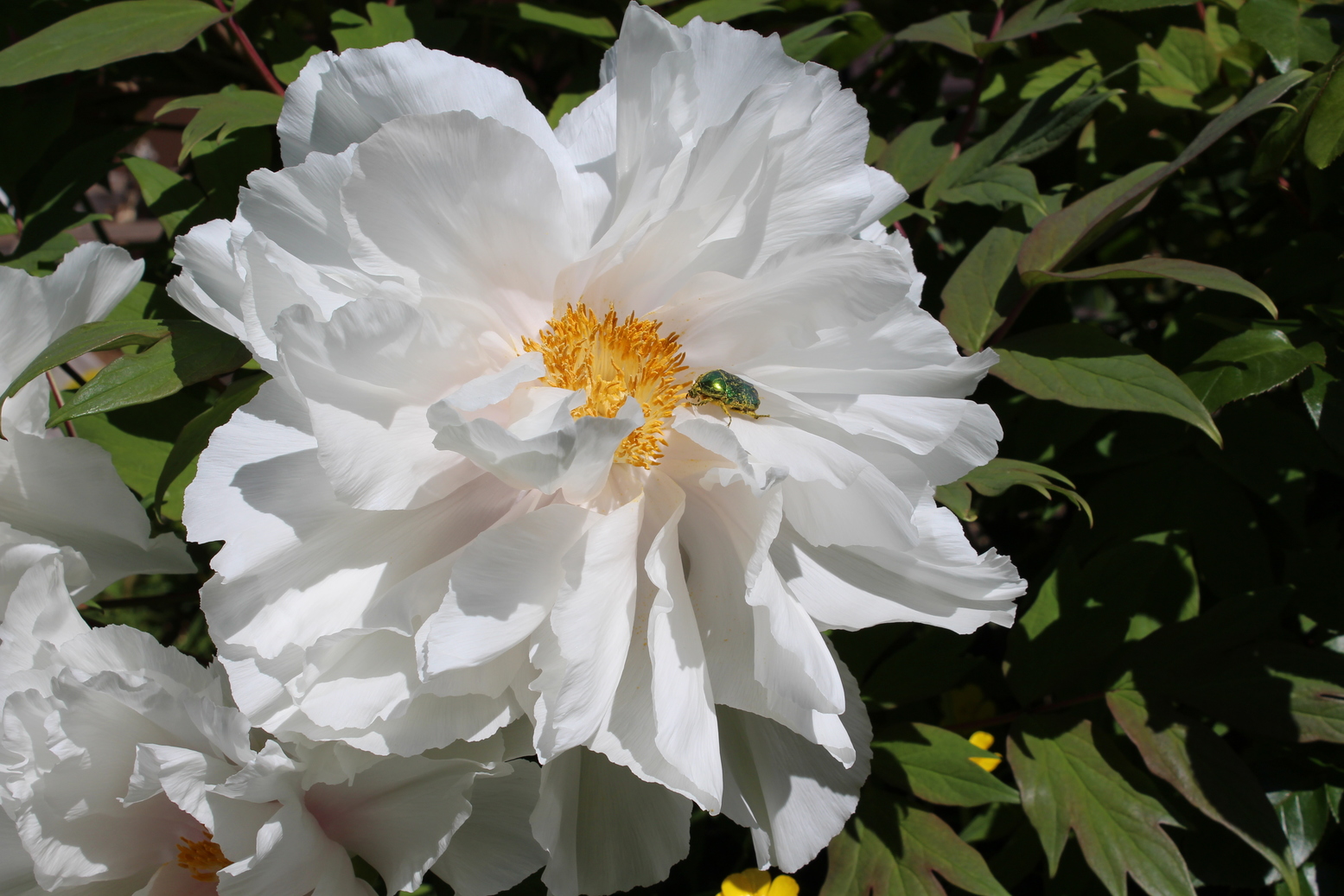 A Chinese peony with a green bug inside