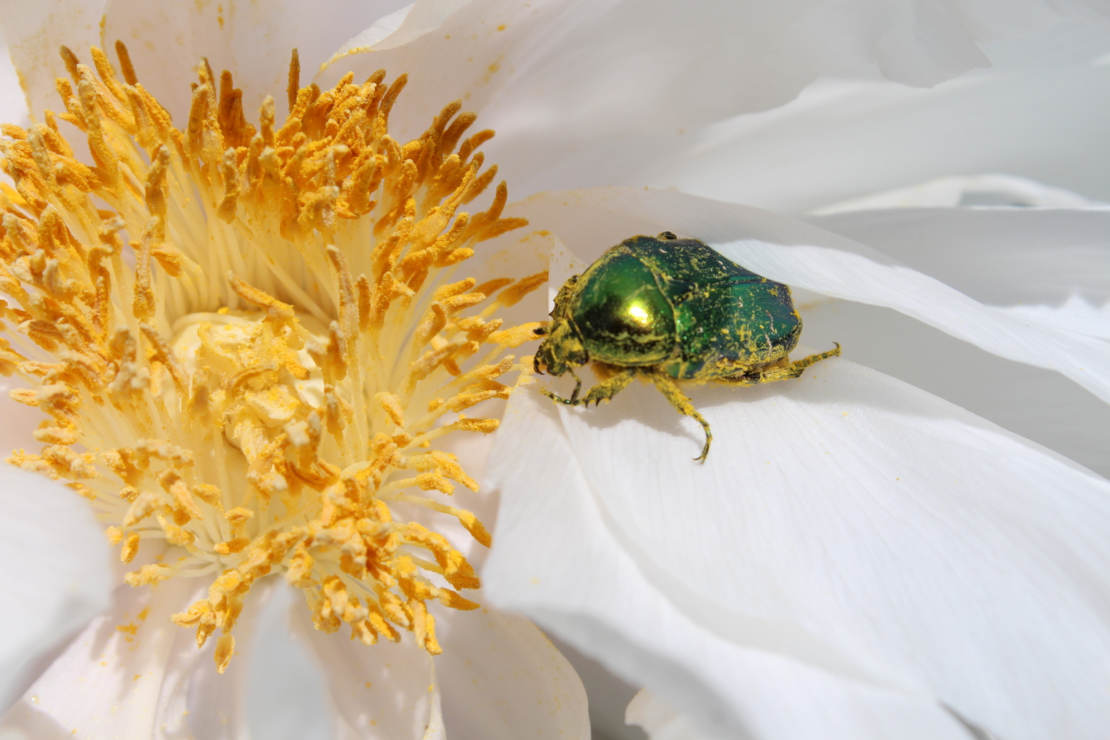 A Chinese peony with a green bug inside