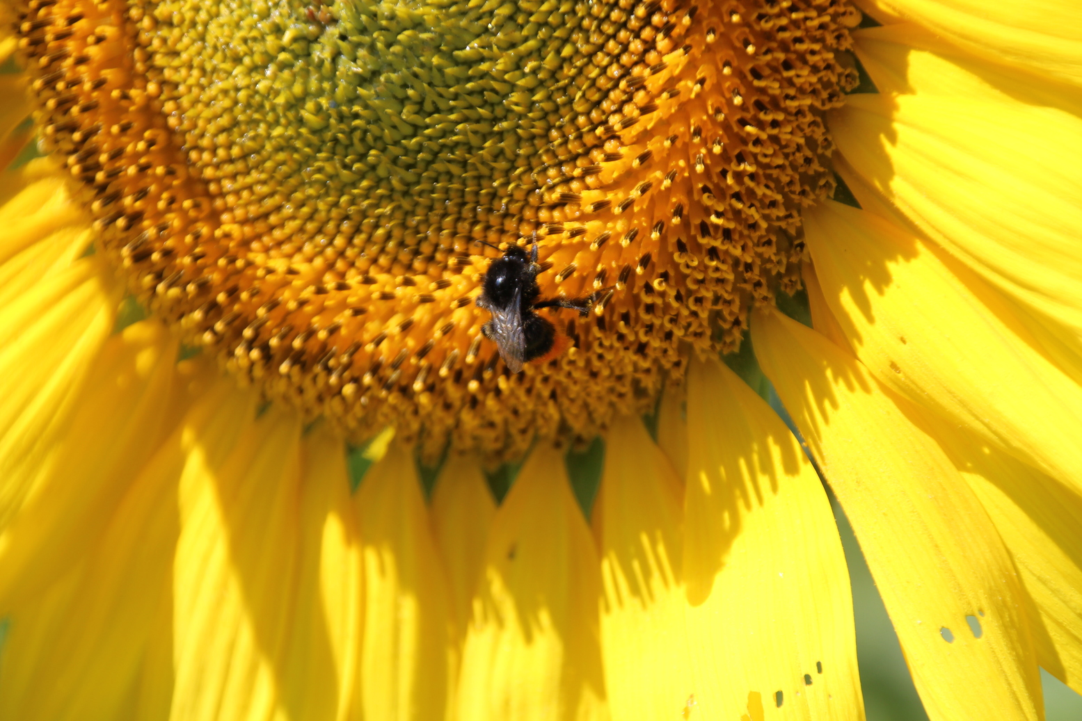 Sunflower with a small fly on it
