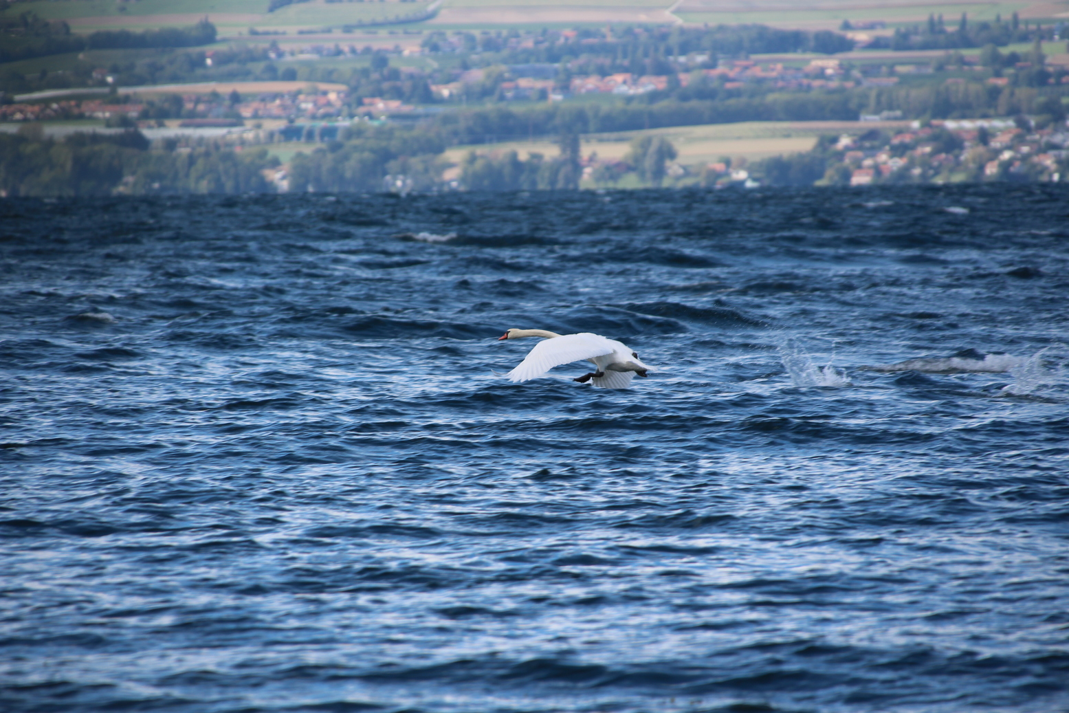 Swan flying over lake