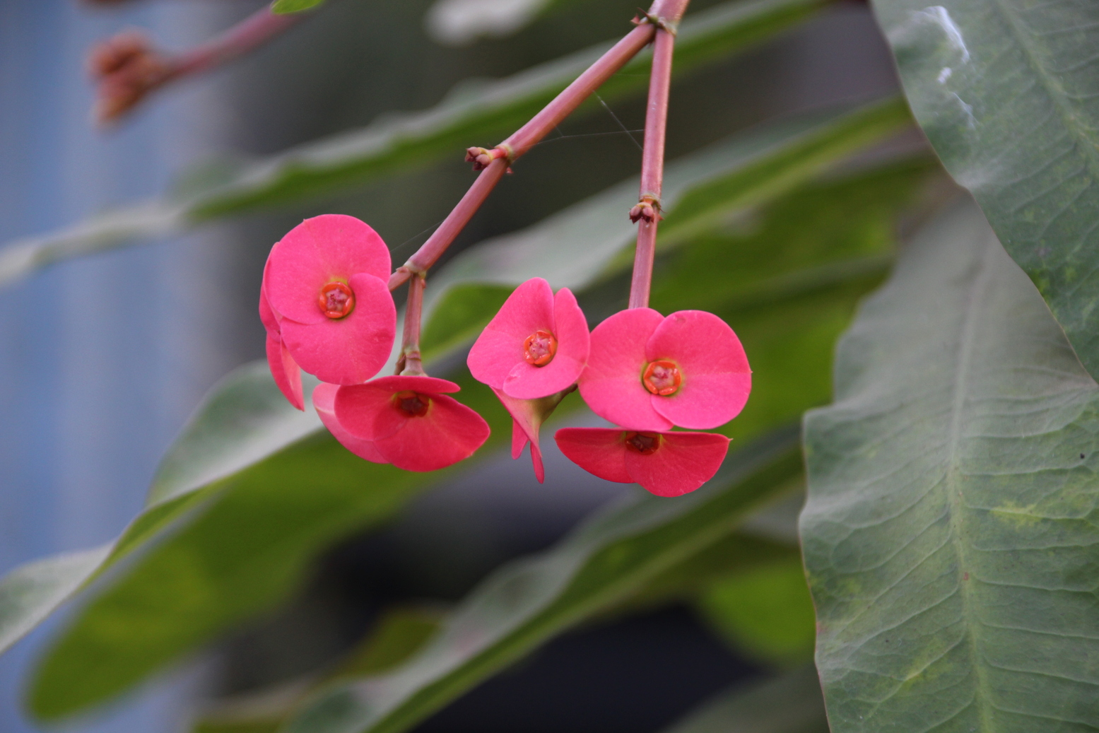 Crown-of-thorns